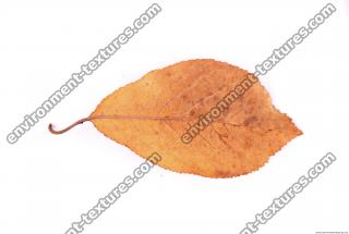 Photo Texture of Leaf 0020